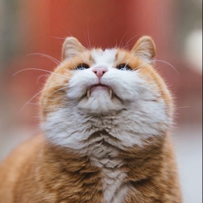 東風's profile picture