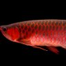 Arowana's profile picture
