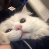cai cai's profile picture