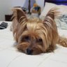 Yle's profile picture
