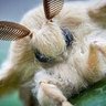 Фото профиля Mothboy Luka