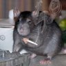 Smoking Rat's profile picture