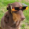 Фото профиля Eclipse Dog