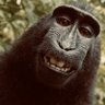 Profilbild von king_kunta
