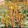 Фото профиля برج الاسد