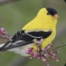 BirdistheWord profil fotoğrafı