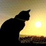 Profilbild von MòniCat 🔴😼