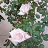 Фото профиля abdallh