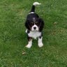 Catherine Searby Corscadden's profile picture