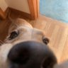 Profilbild von Lais