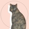 MyaaShiro's profile picture