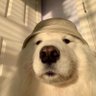 gunnnneang*.✧♡♡˖⋋✿ ✿ʕ·ᴥ·ʔ's profile picture