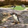 Фото профиля ぺんぎん🐧