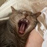 Profilbild von Freetom