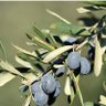 Zeytin ağacı 🇹🇷 的头像