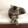 Amy~ Amy~x profil fotoğrafı