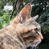FelineCat(Neko) profil fotoğrafı