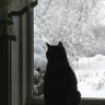 ciaoamore's profile picture