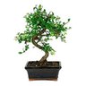 Фото профиля Señor Bonsai
