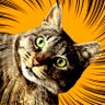 nyaako profil fotoğrafı