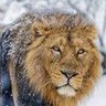 Profilbild von The Lion In Winter 🇮🇪