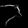 Klokulv's profile picture