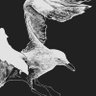 AC:'s profile picture