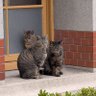夜桜 狐猫 的头像