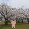 Profilbild von くまひろ西の民