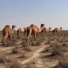 Фото профиля سلیم عام شہری