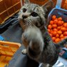 モルボルの息 profil fotoğrafı