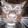 Profilbild von fan_del_pavo