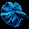 Kelpznz 的头像
