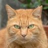 Profilbild von tamecat