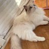 doubao's profile picture