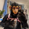 Фото профиля Waffle the Wet Ape 🐵🔞🇮🇹🇸🇮