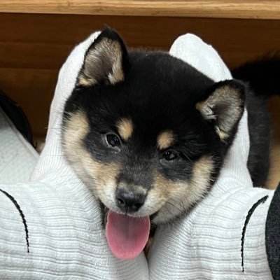 HayakuL7's profile picture
