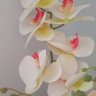 Zelişş.B♥️M🦆🐣 的头像