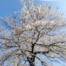 Profilbild von ぽこ