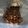 coffee bean's profile picture