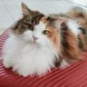 クッピー profil fotoğrafı