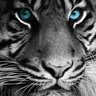 Profilbild von Solebrother9