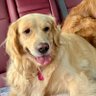 dogmamma 的头像