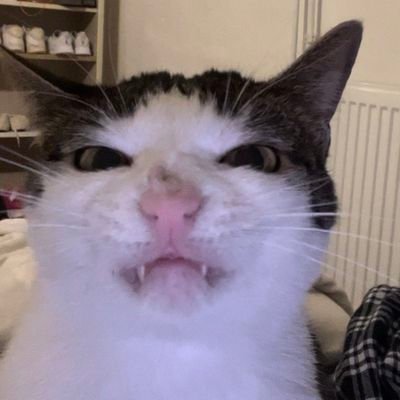 moon's profile picture