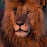 hoams profil fotoğrafı