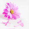 florescence profil fotoğrafı