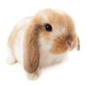 Profilbild von advil
