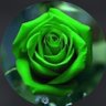 Фото профиля 🌹⚜薔薇⚜🌹