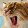 🥕(キャロット)'s profile picture