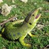 Profilbild von LaGarTo aRNaL